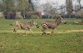 Zebra's Galloping