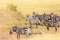 Zebra's grazing on grassland in Amboseli, Africa Royalty Free Stock Photo