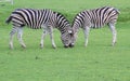 Zebra's head to head