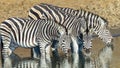 Zebra`s Three Drinking Waterhole Wildlife Royalty Free Stock Photo