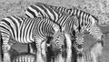 Zebra`s Three Animals Drinking Waterhole Black White Royalty Free Stock Photo