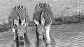 Zebra`s Two Animals Drinking Waterhole Black White Royalty Free Stock Photo