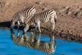 Zebra's Two Drinking Water Mirror Reflections