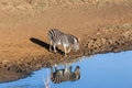 Zebra's Water Double Reflection Wildlife Animal