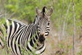 Zebra safari Royalty Free Stock Photo