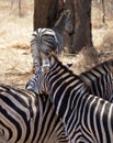 Zebra safari africa