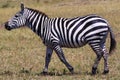 Zebra - Safari Kenya