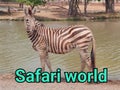 Zebra safari outside outdoors travel