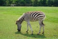 A Zebra at Safari World Royalty Free Stock Photo