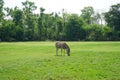 A Zebra at Safari World Royalty Free Stock Photo