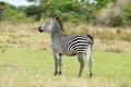 Zebra on safari Royalty Free Stock Photo