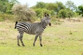 Zebra on safari Royalty Free Stock Photo