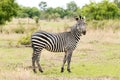 Zebra on safari Royalty Free Stock Photo