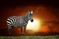 Zebra on savanna landscape background and Mount Kilimanjaro at sunset