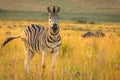 Zebra on the savanna at sunset, Welgevonden Game Reserve, South Africa. Royalty Free Stock Photo