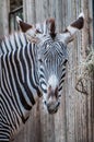 Zebra savannah animal Royalty Free Stock Photo