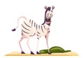 Zebra savannah animal