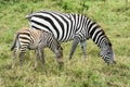 Zebra in the Savannah Safari in Kenya Royalty Free Stock Photo