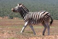 Zebra Scenting Air