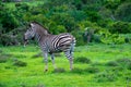 Zebra in schotia private game reserve