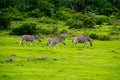 Zebra in schotia private game reserve near addo national park