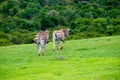 Zebra in schotia private game reserve, south africa