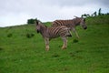 Zebra in schotia private game reserve