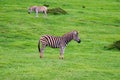 Zebra in schotia private game reserve
