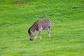 Zebra in schotia private game reserve