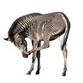 Zebra scratching its nose Royalty Free Stock Photo