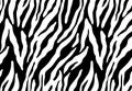 Zebra seamless pattern background. Animal skin concept Royalty Free Stock Photo
