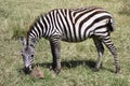 Zebra seen on safari in the NgoroNgoro Conservation Area near Arusha, Tanzania Royalty Free Stock Photo