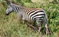 Zebra seen on safari in the NgoroNgoro Conservation Area near Arusha, Tanzania Royalty Free Stock Photo