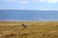 Zebra seen on safari in the NgoroNgoro Conservation Area near Arusha, Tanzania Royalty Free Stock Photo