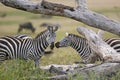 Zebra in Serengeti National Park, Tanzania Royalty Free Stock Photo