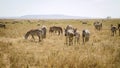 Zebra in the Serengeti Royalty Free Stock Photo