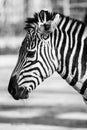 Zebra, Serengeti National Park, Tanzania, East Africa Royalty Free Stock Photo