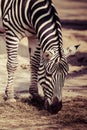 Zebra, Serengeti National Park, Tanzania, East Africa Royalty Free Stock Photo