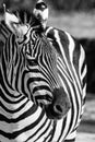 Zebra, Serengeti National Park, Tanzania, East Africa Royalty Free Stock Photo