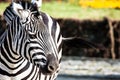 Zebra in Serengeti National Park Royalty Free Stock Photo