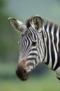 Zebra in Serengeti National Park, Tanzania, East Africa Royalty Free Stock Photo