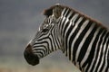 Zebra - Serengeti Safari, Tanzania, Africa Royalty Free Stock Photo