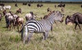 Zebra in Serengeti, Tanzania Royalty Free Stock Photo