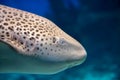 Zebra shark or Leopard shark Stegostoma fasciatum profile close-up under sea water