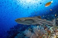 Zebra shark portrait on deep blue coral reef ocean