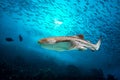 Zebra shark portrait on deep blue ocean