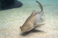 Zebra shark portrait on sand