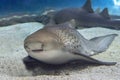 Zebra shark portrait on sand