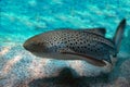 Zebra shark portrait on sand