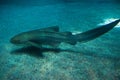 Zebra shark (Stegostoma fasciatum).